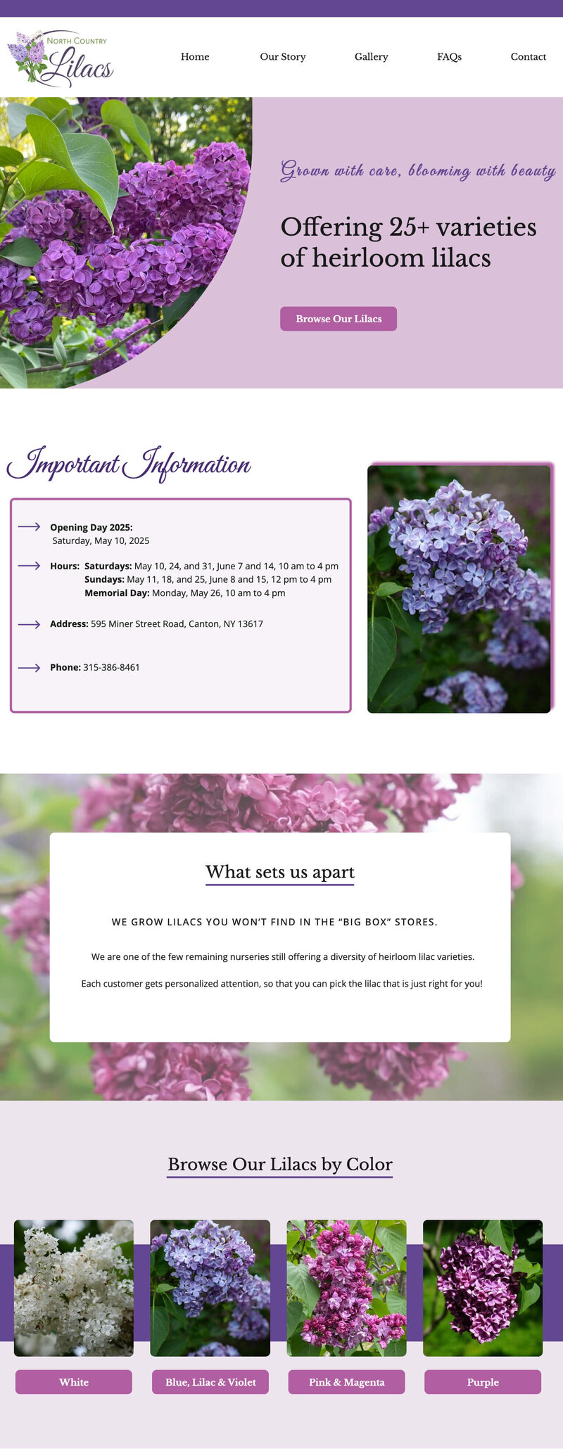 North Country Lilacs home page above the fold section mockup on  a mac desktop computer with purple lilacs and statement - Grown with care, blooming with beauty.  Offering 25+ varieties of heirloom lilacs