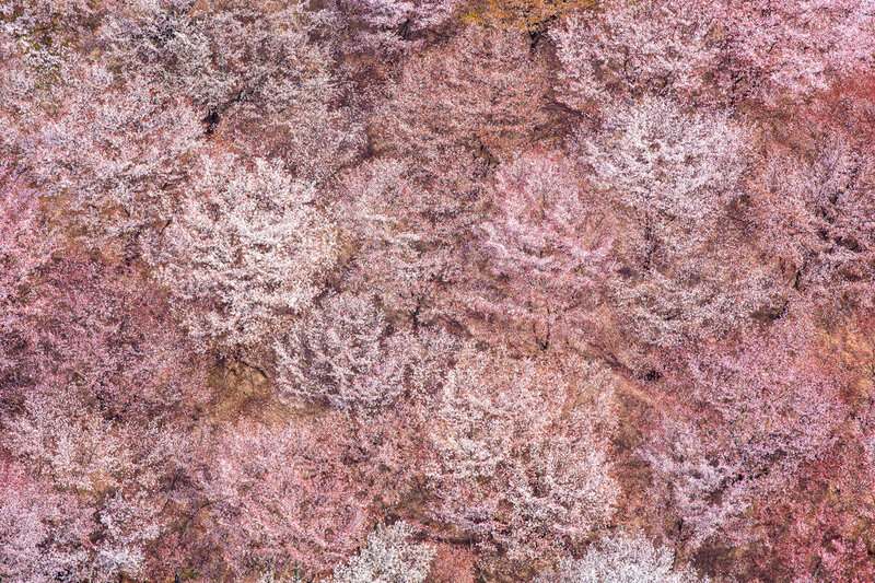 Donn Delson's aerial image of floral trees