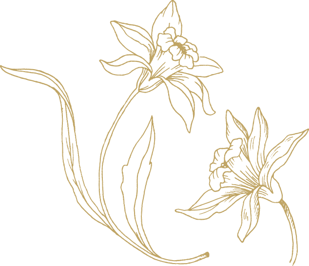 Narcissus_Flower_Illustration