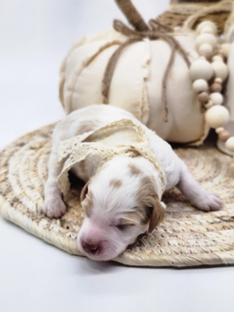 089f9bf7-f11b-43b7-aa60-74dc7aac016f (1)