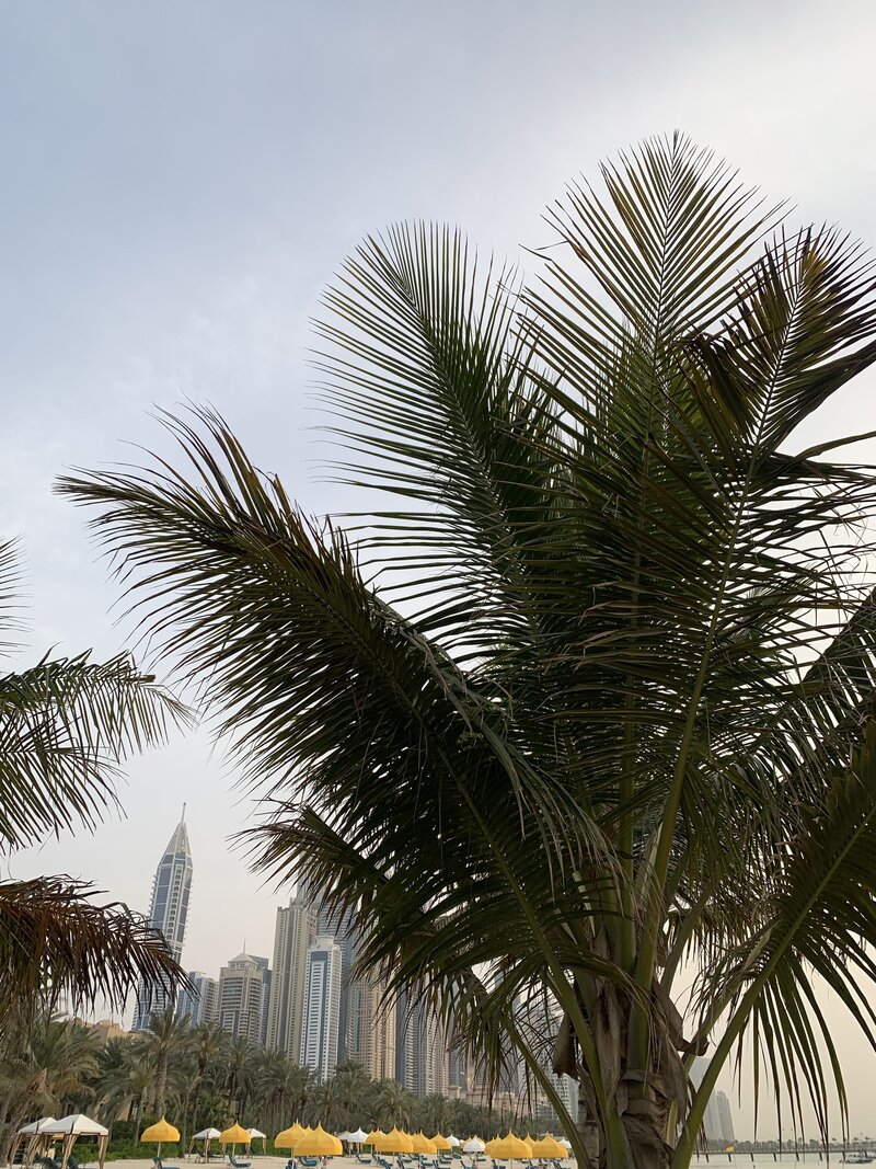 Photo of Palm Trees and Yellow Umbrella's of city scape in Dubai, UAE. 