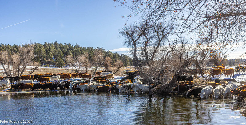 Cattle herd in Colorado river