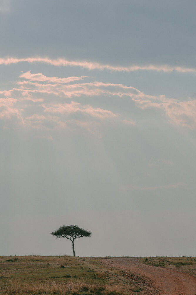 safariedited-165