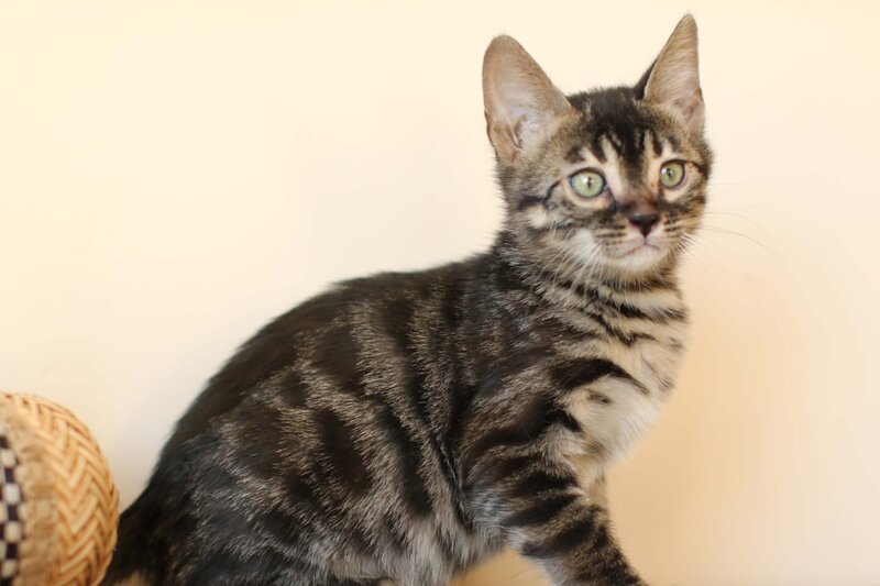 Diva x Bronco_Charcoal Girl_3