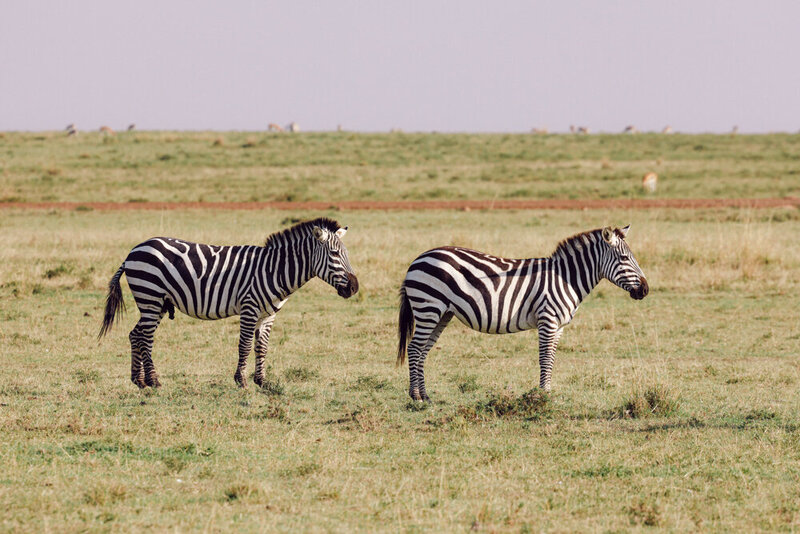 safariedited-279