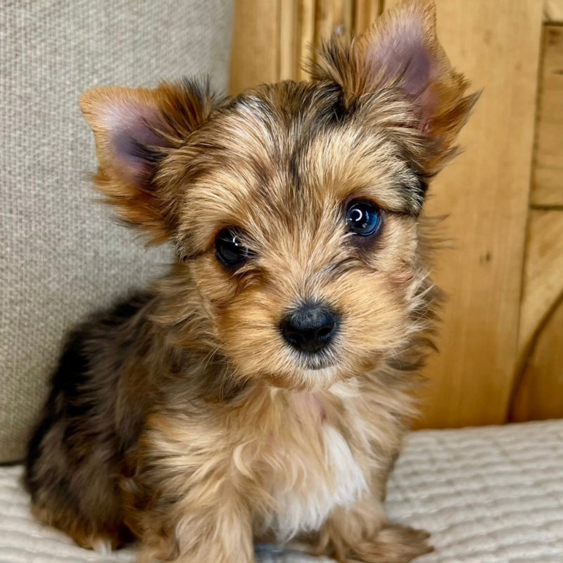 Cassiopeia-Heart-and-Home-Yorkies-La-Crosse-Wisconsin-1