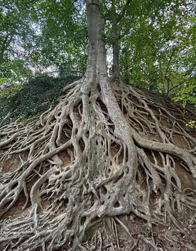 American Beech Tree