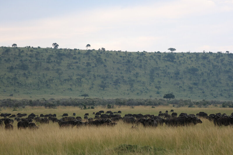 safariedited-007