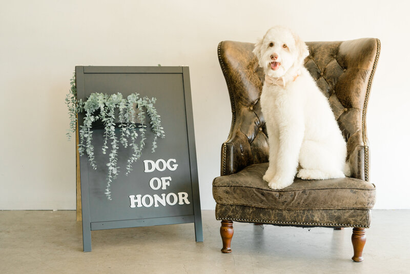 Do Service Dogs Bark