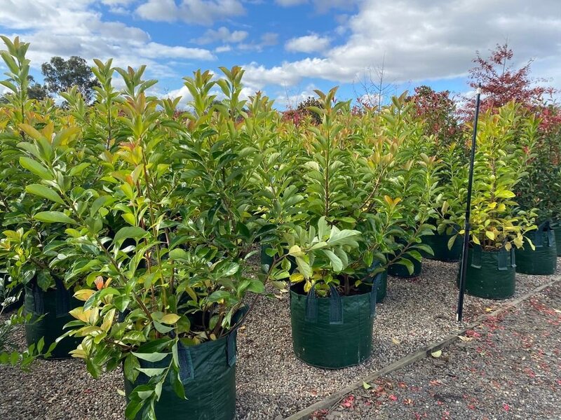 Viburnum Emerald Lustre | Viburnum Odoratissimum | Sydney Plants