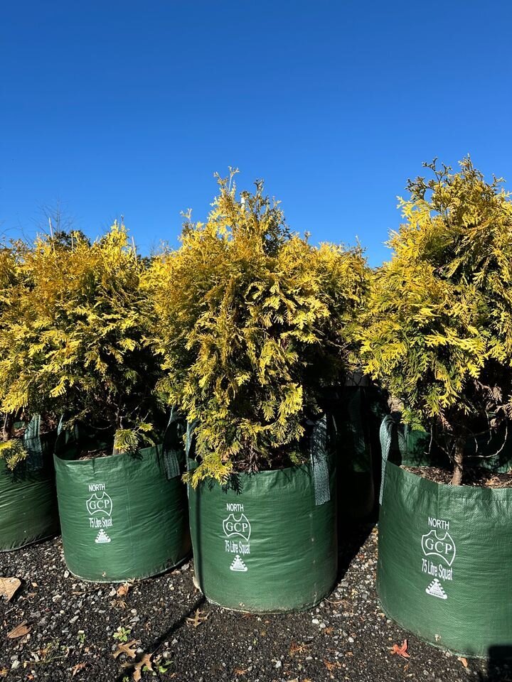 Thuja occidentalis 'Europe Gold' - Europe Gold | Mature Hedging & Screens Sydney