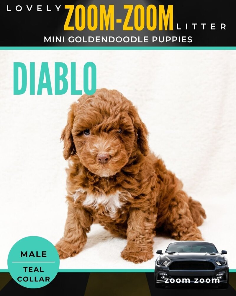 Zoom - Teal Diablo Male