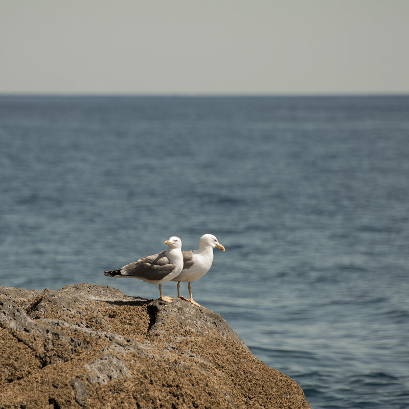 Seagulls in Italy - Square