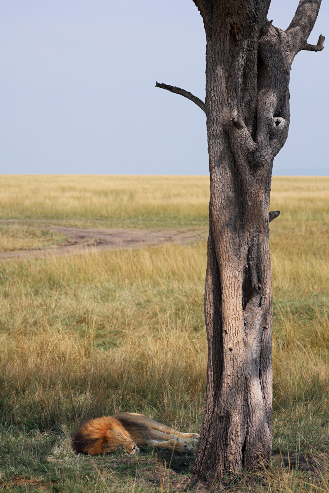 safariedited-053