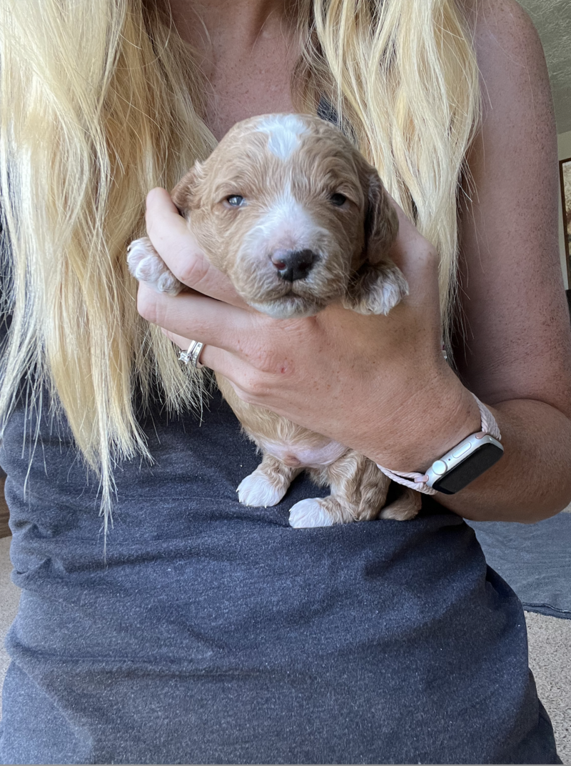 Screenshot 2024-08-27 at 11.59.20 AM