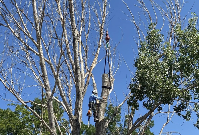 Expert tree removal with Mountainside Crane Service