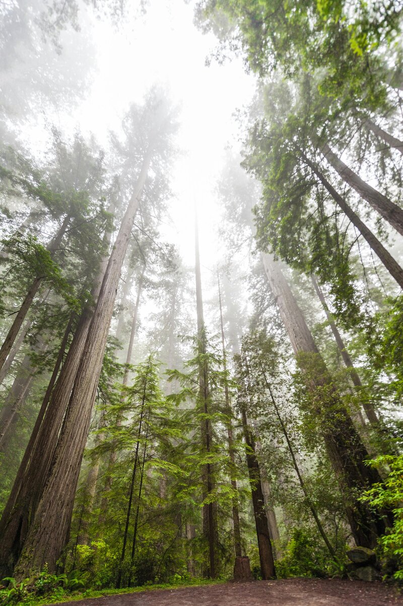 A foggy forest with tall, towering trees reaching upward, representing continuous growth, knowledge, and professional development. This image reflects Antler Clinic’s commitment to equipping healthcare providers with the skills and understanding to better support patients with complex health conditions