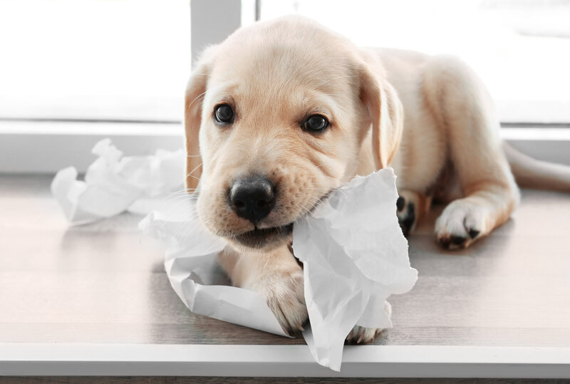 Labrador Puppy Chewing Paper