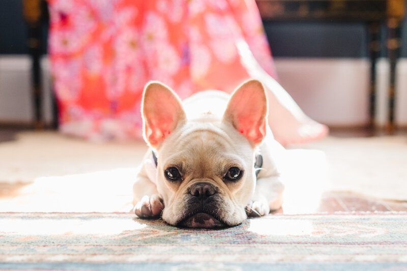 French bulldog with head on paws - Northern Virginia family photographer