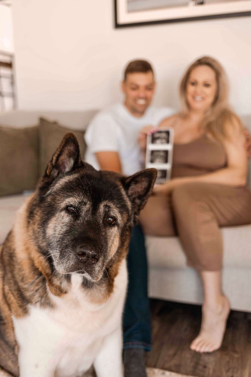 pregnancy announcement photo with dog in chattanooga, tn
