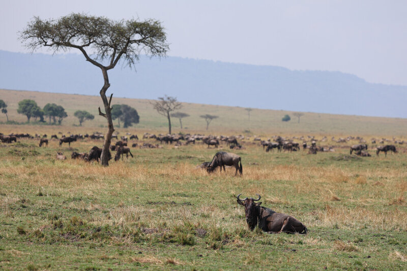 safariedited-422