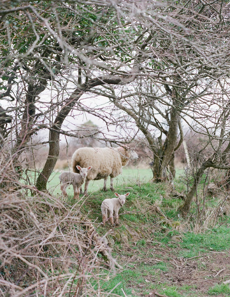Ireland_Lamb-15b