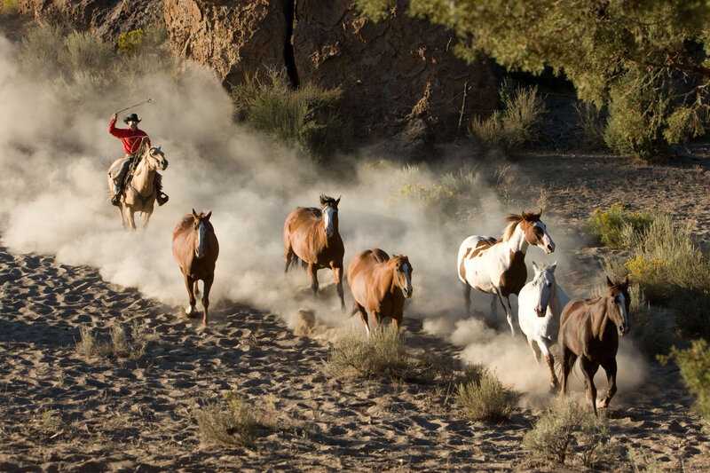 wenatchee-horse-photographer-yellowstone-horse-photos (105)