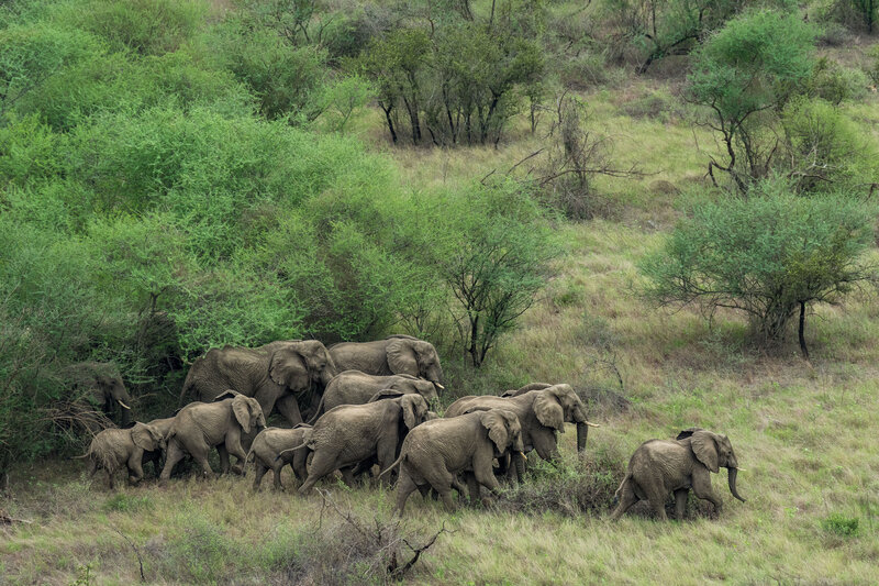 South Sudan—Elephant in Boma and Badingilo National Parks © Marcus Westberg
