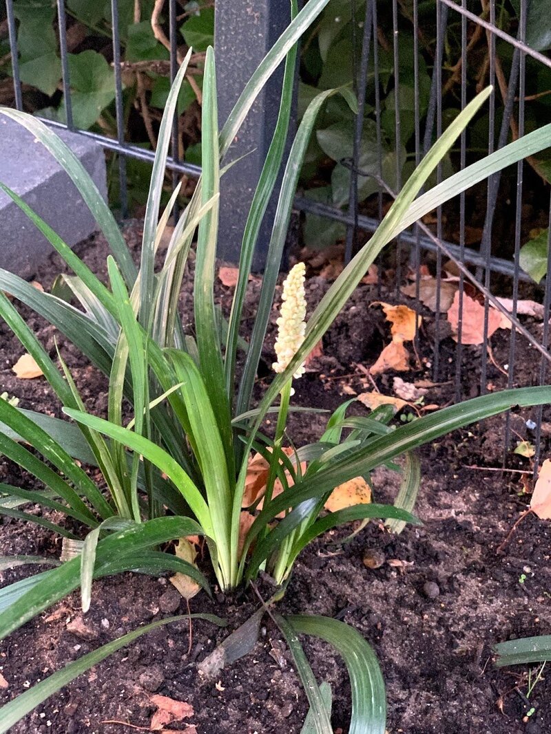 Tuin 5