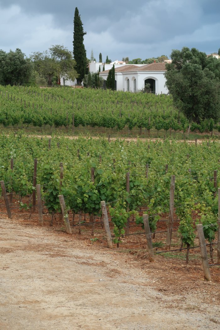 Wine yards in december