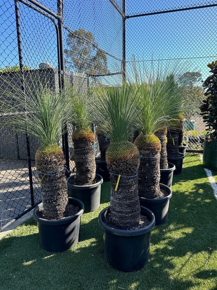 XANTHORRHOEA GLAUCA - Blue Grass Tree - Mature Trees Sydney - Go Green Nurseries - Australian Natives