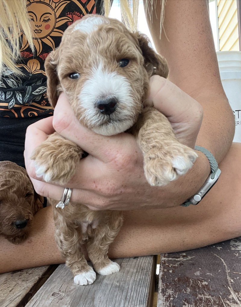 Screenshot 2024-09-13 at 7.36.55 AM