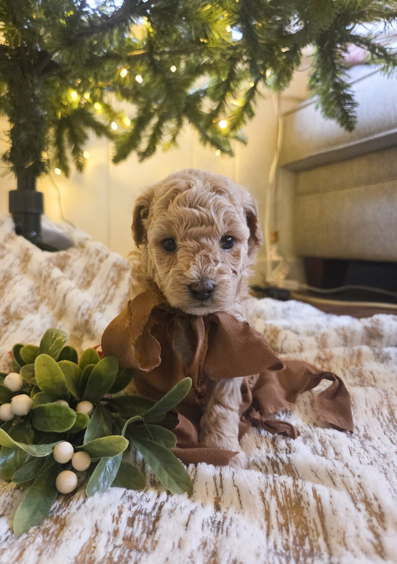 fe43da84-a9d4-4460-91b9-120ae8053209