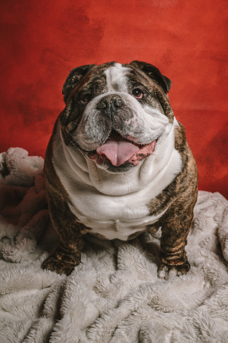 San Francisco Pet Photographer Lisa Winner-0086