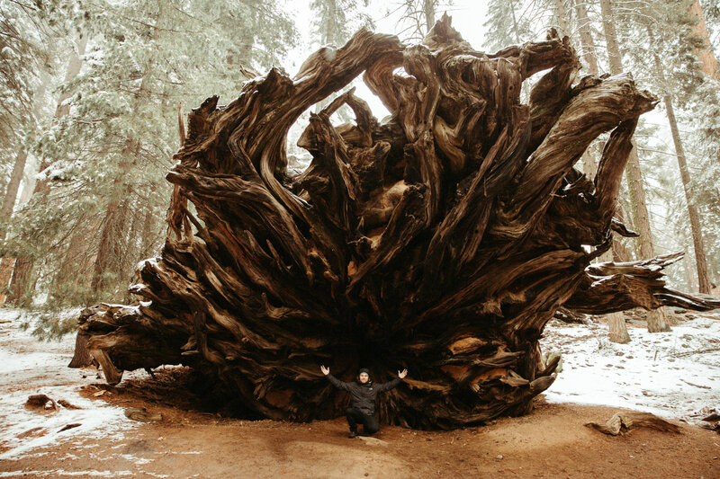 sequoia-national-park-winter-snow-tree-adventure-hike-hiking-trail