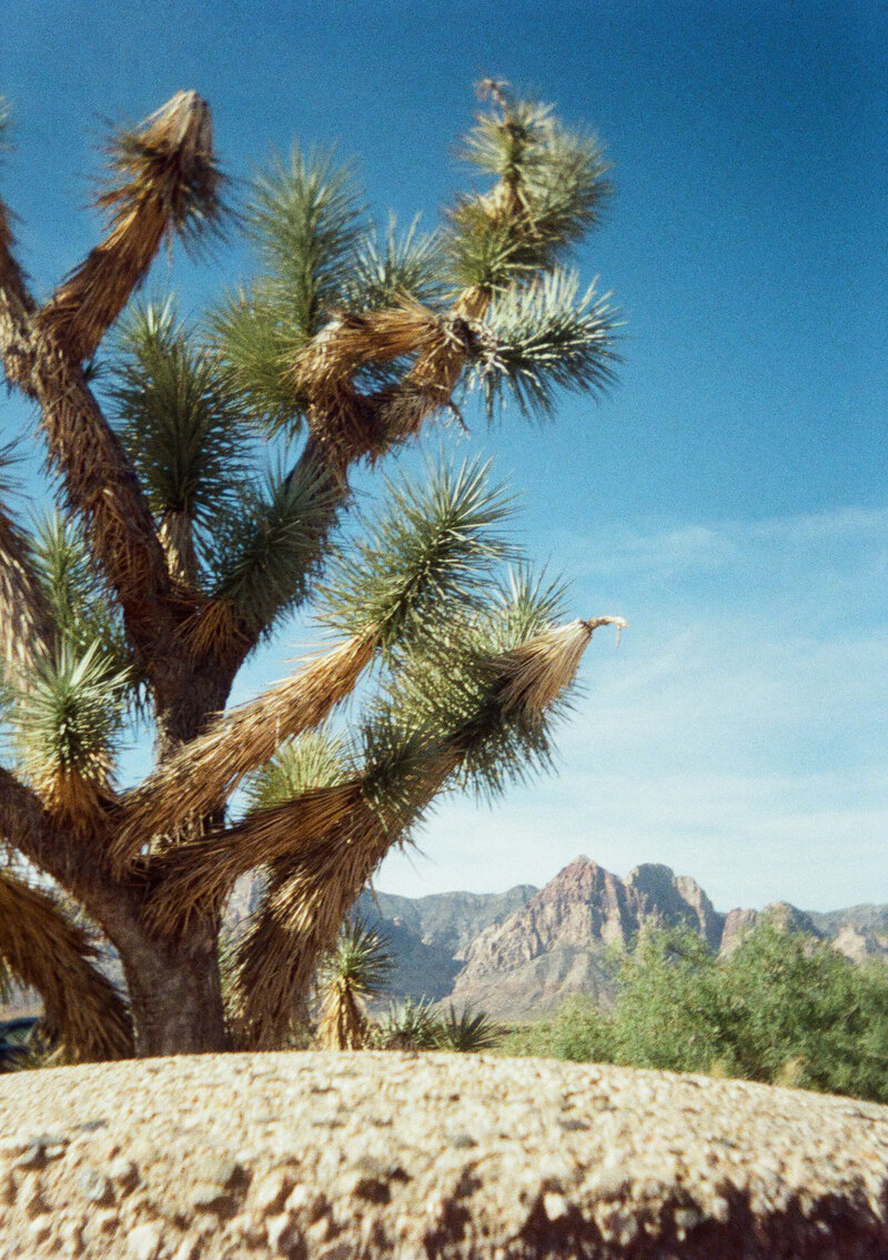 joshua tree in Nevada, CA.