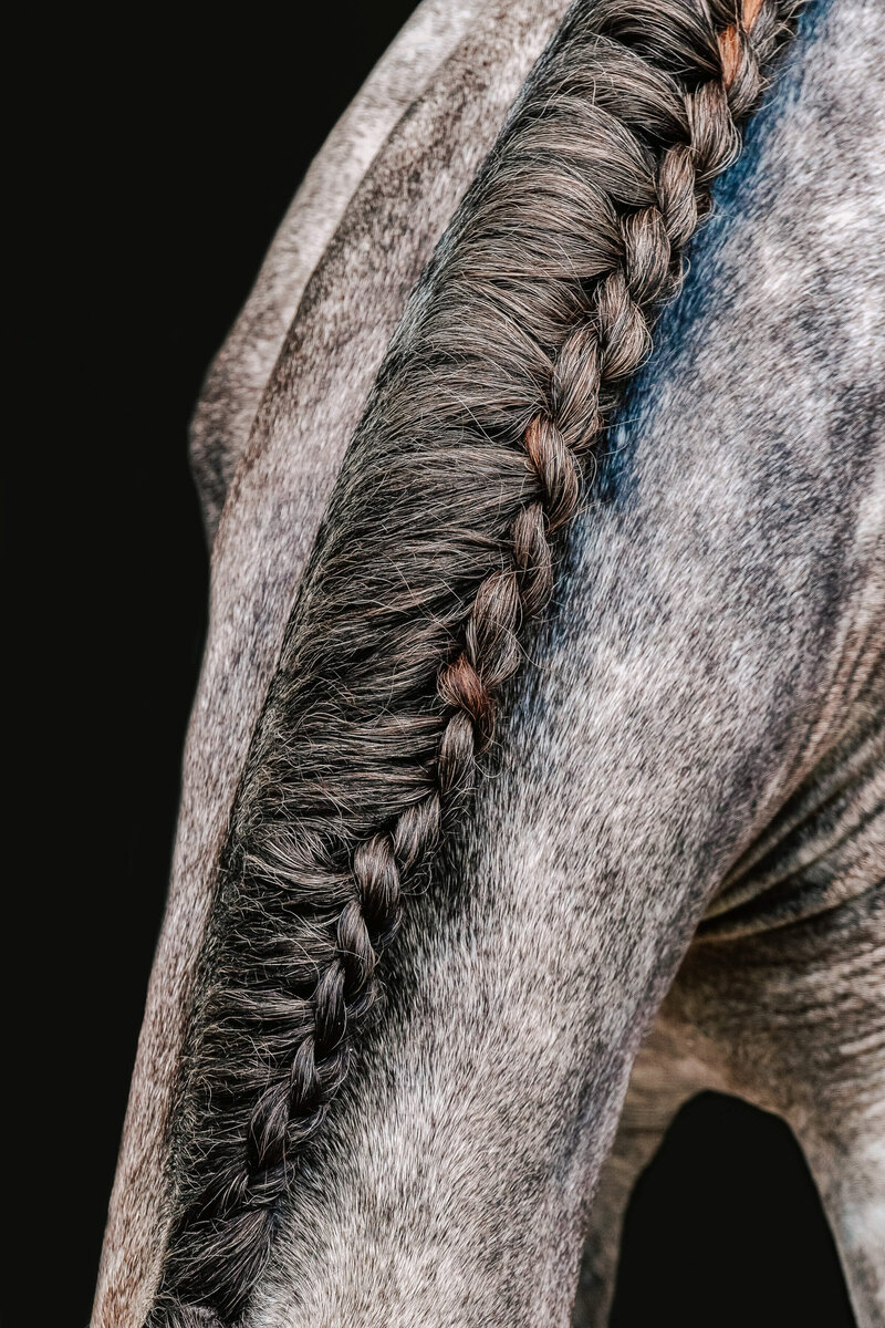 tampa photography of a grey dappled horse's braids closeup on a black background