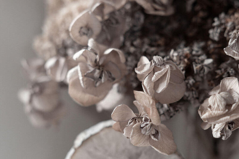 Close-up of dried beige hydrangea flowers with delicate, papery petals and a soft, muted background—an inspiring scene for Sweet Pea Ink Creative’s brand design.