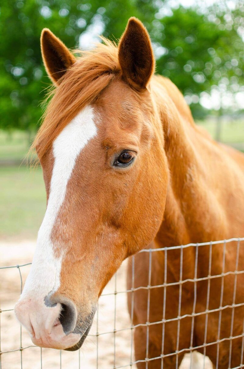 English horse riding barn in Boyd Texas