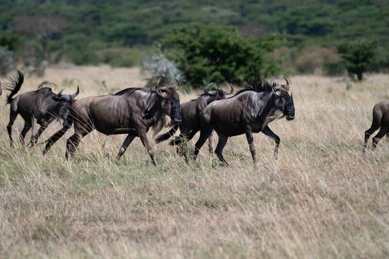 TAASA Safari Wildlife (13)