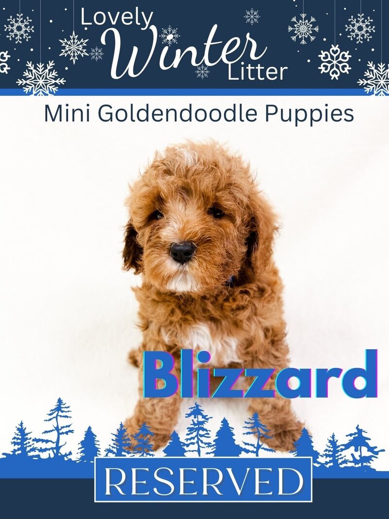 Winter - Blue Blizzard Male