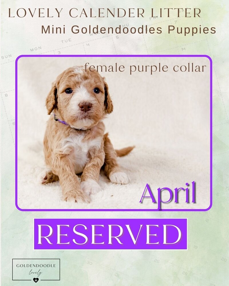 Calendar Purple April Female