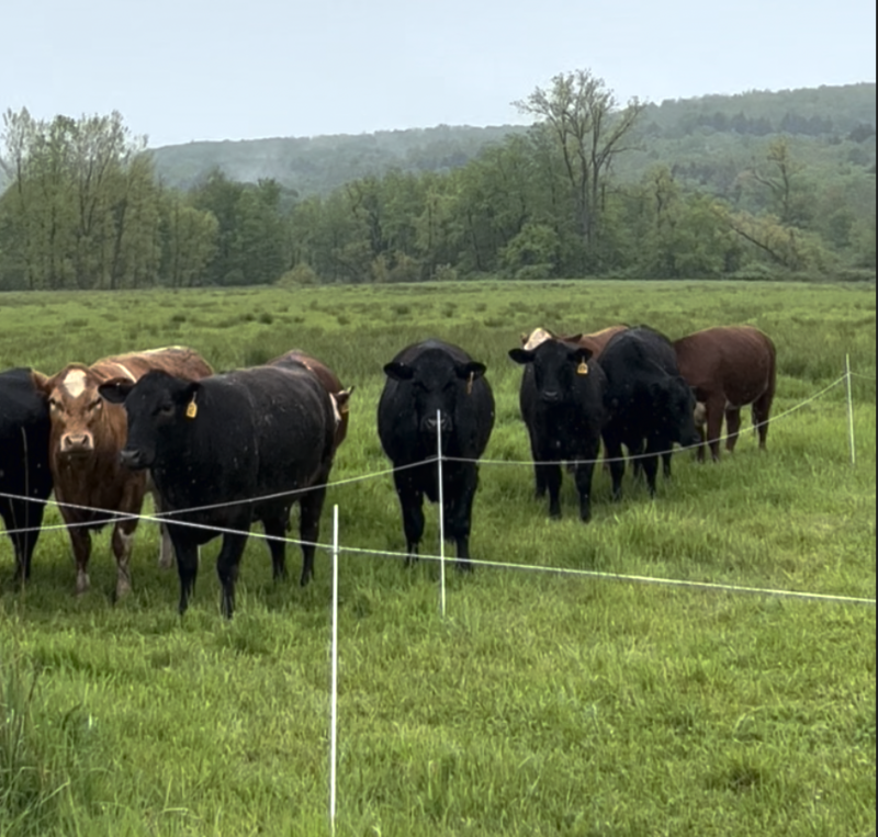 Herd of cows in the field while it is raining