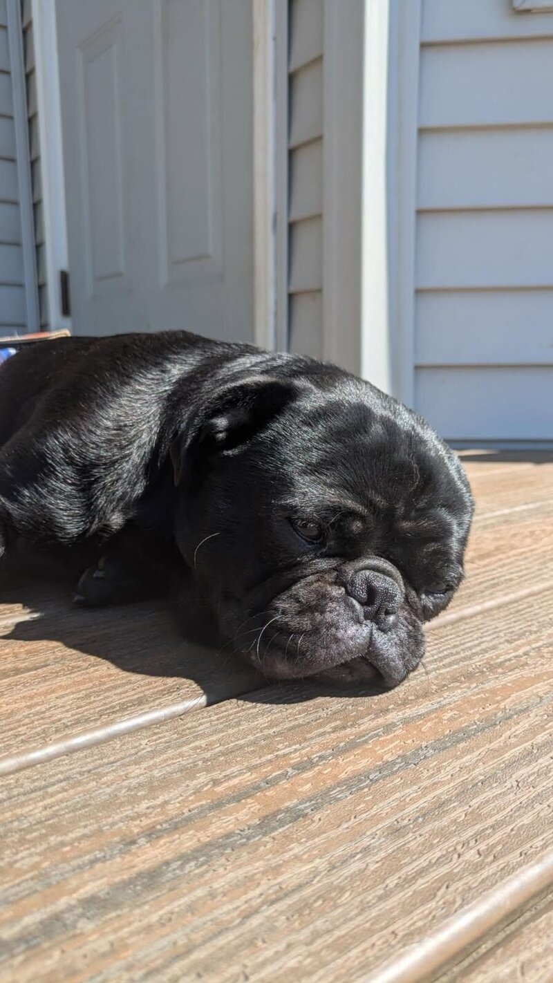 Winston (5)