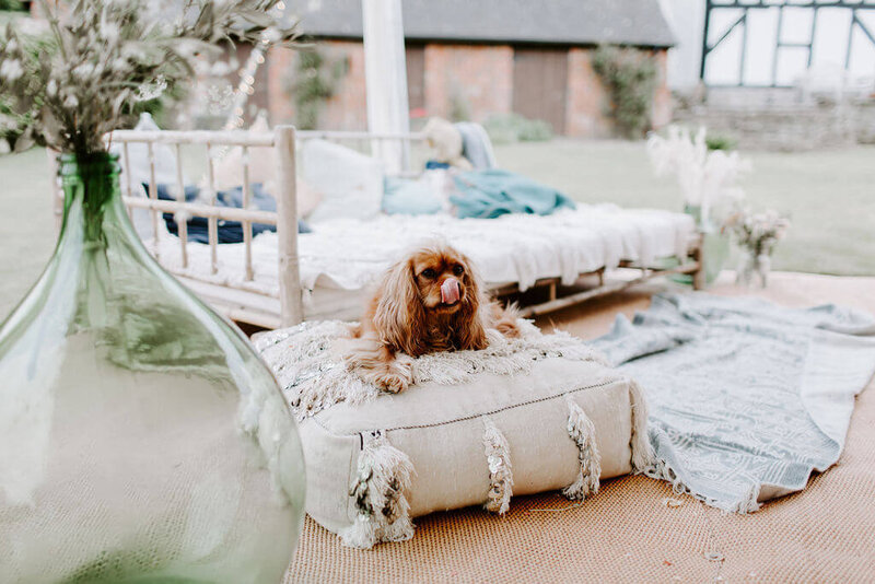 DOG ON BED
