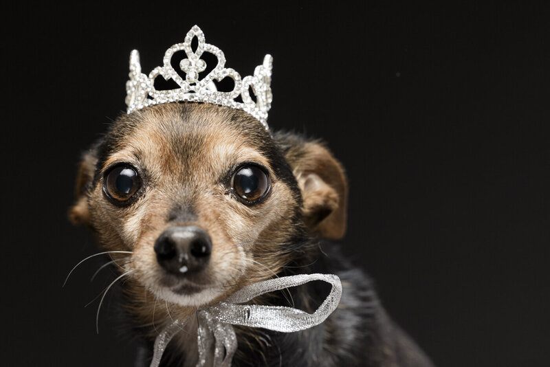 2024Bend_Oregon_Pet_Portrait_Photograhy-5757