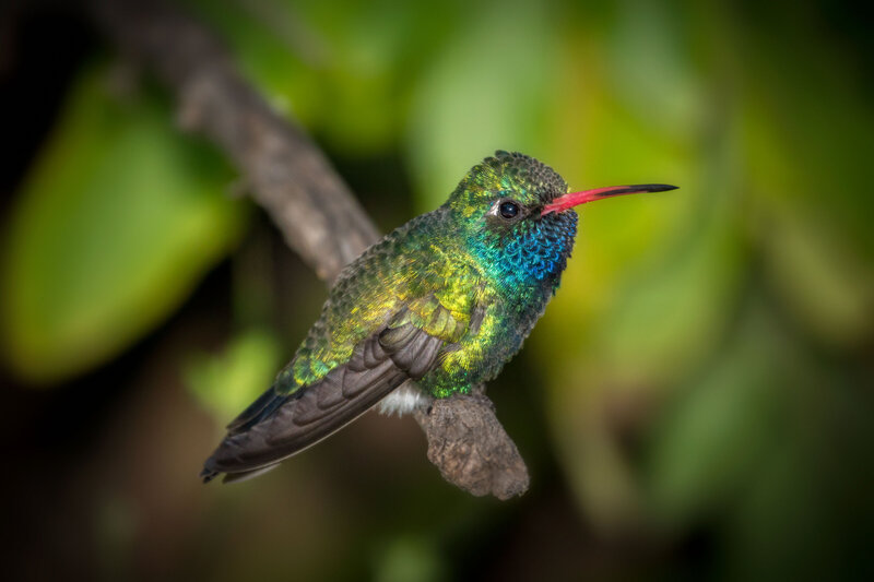 Jay-Pierstorff-Broadbill-3