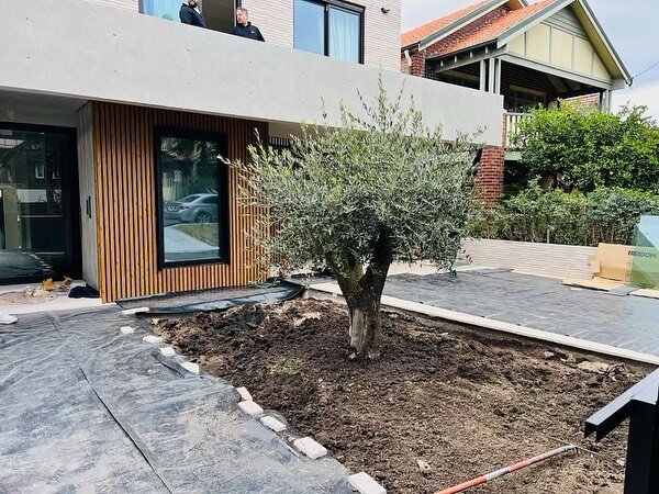 Go Green Nurseries - Olive Tree
