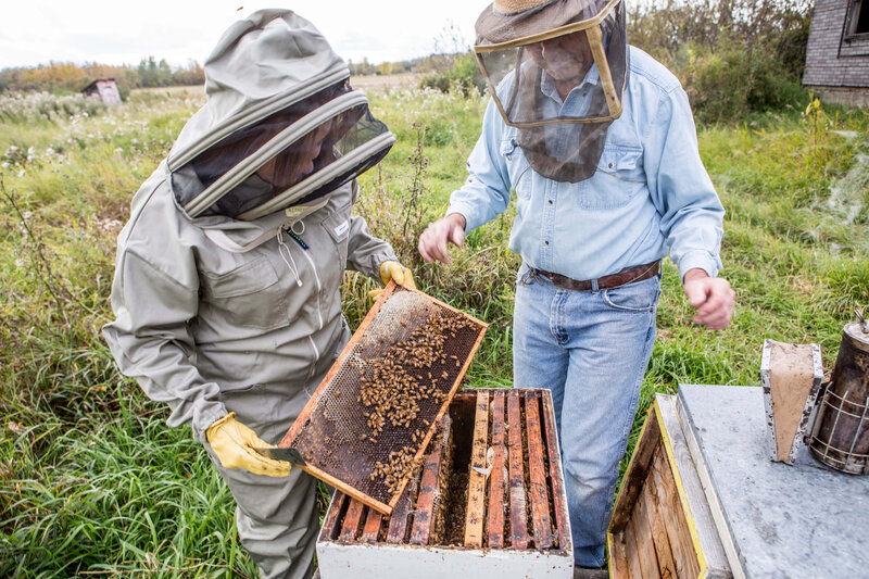 beekeepers inspect hives