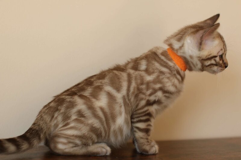 Sienna x Benny_Orange_4